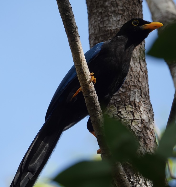 Reserva de la Biosfera Sian Ka'an - Yucatan Jay