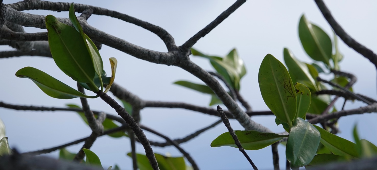 Reserva de la Biosfera Sian Ka'an. Red Mangrove Rhizophora mangle3