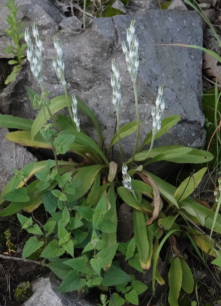 Rusby's Primrose,  Primula rusbyi (1)