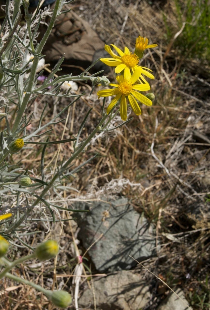 Senecio flaccidus3