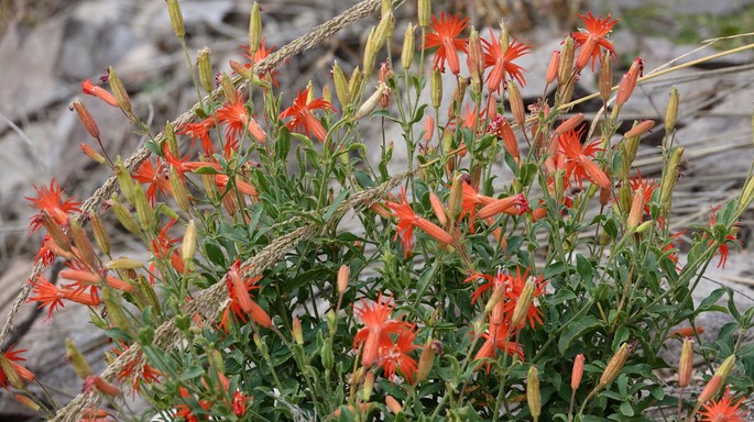 Silene laciniata