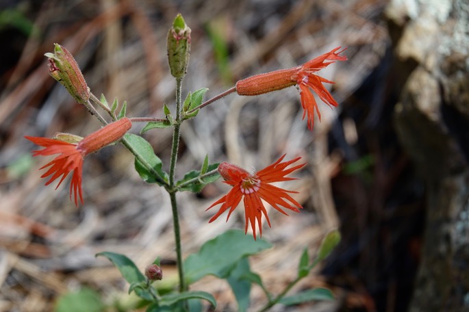 Silene laciniata - Mexican Catch-Fly/Cardinal Catchfly , Railroad Canyon, Black Range