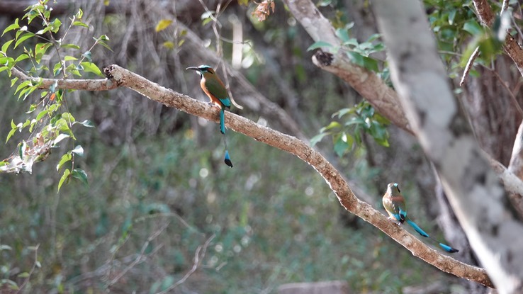 Turquoise Browed Motmot. Eumomota superciliosa   3