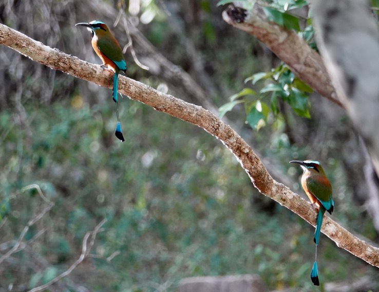 Turquoise Browed Motmot. Eumomota superciliosa   2