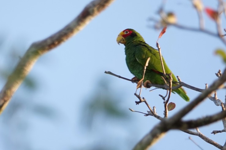 Yellow-lored Parrot, Amazona xantholora   2