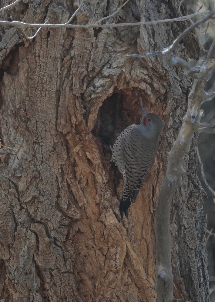 Northern Red-shafted Flicker