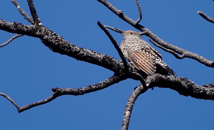Northern (Red-shafted) Flicker, Colaptes auratus cafer, Mineral Creek, East side of the Black Range