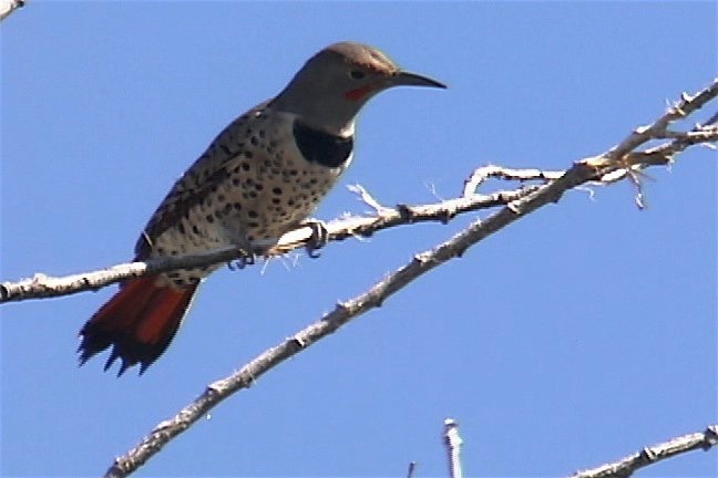 Flicker, Northern 1