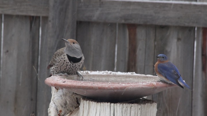 Flicker, Northern (Hillsboro, NM Dec 2018)a