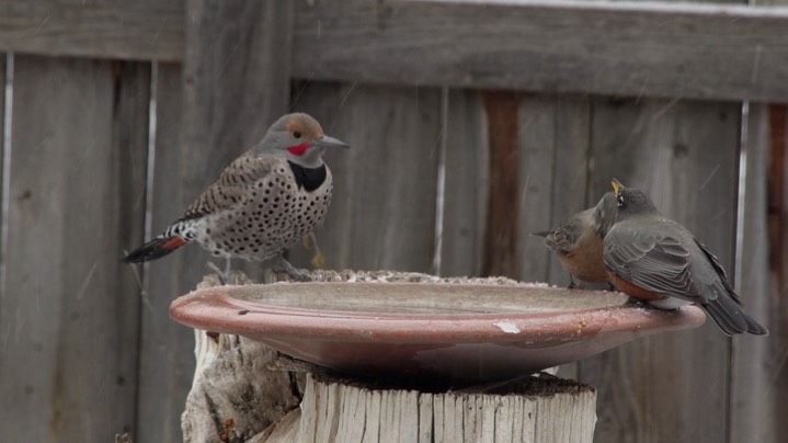 Flicker, Northern (Hillsboro, NM Dec 2018)b